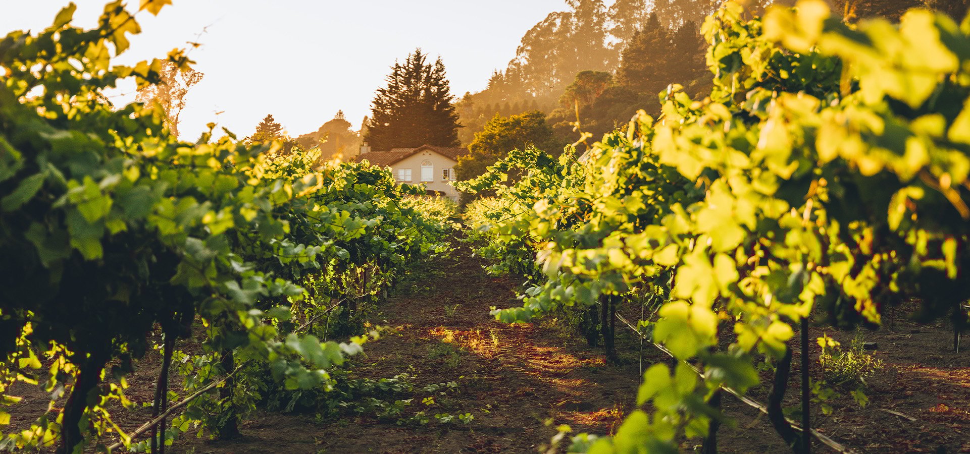 Nicholson Vineyard Vines photographed by Liz Birnbaum, the Curated Feast