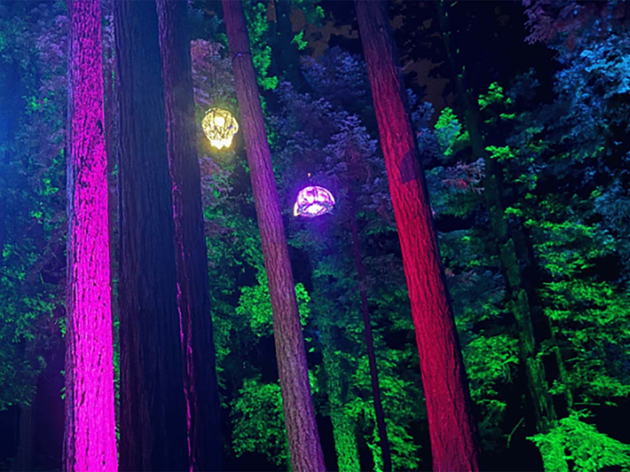 Giant lanterns and dramatically lit redwoods
