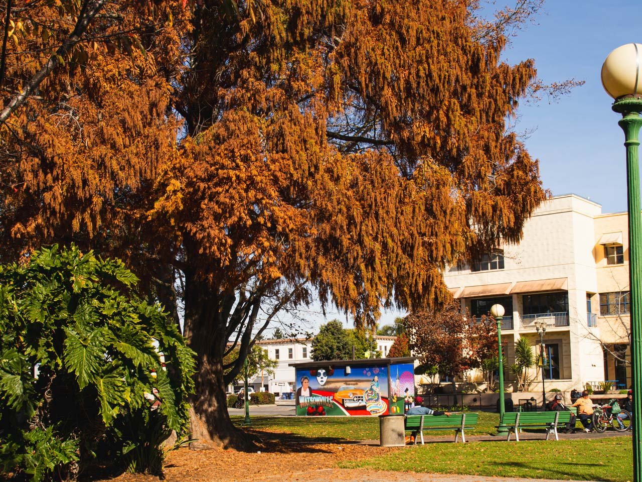 Trees with fall colors in a grassy plaza with murals on the buildings in the background