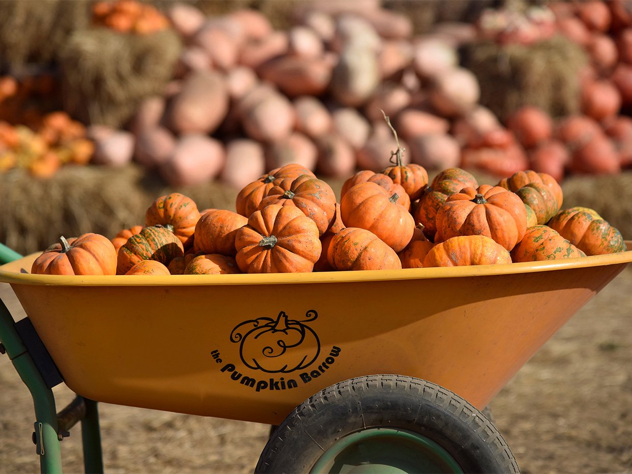 Piles of pumpkins in a wheelbarrow at Rodoni Pumpkin Patch. Photographed by Paul Schraub