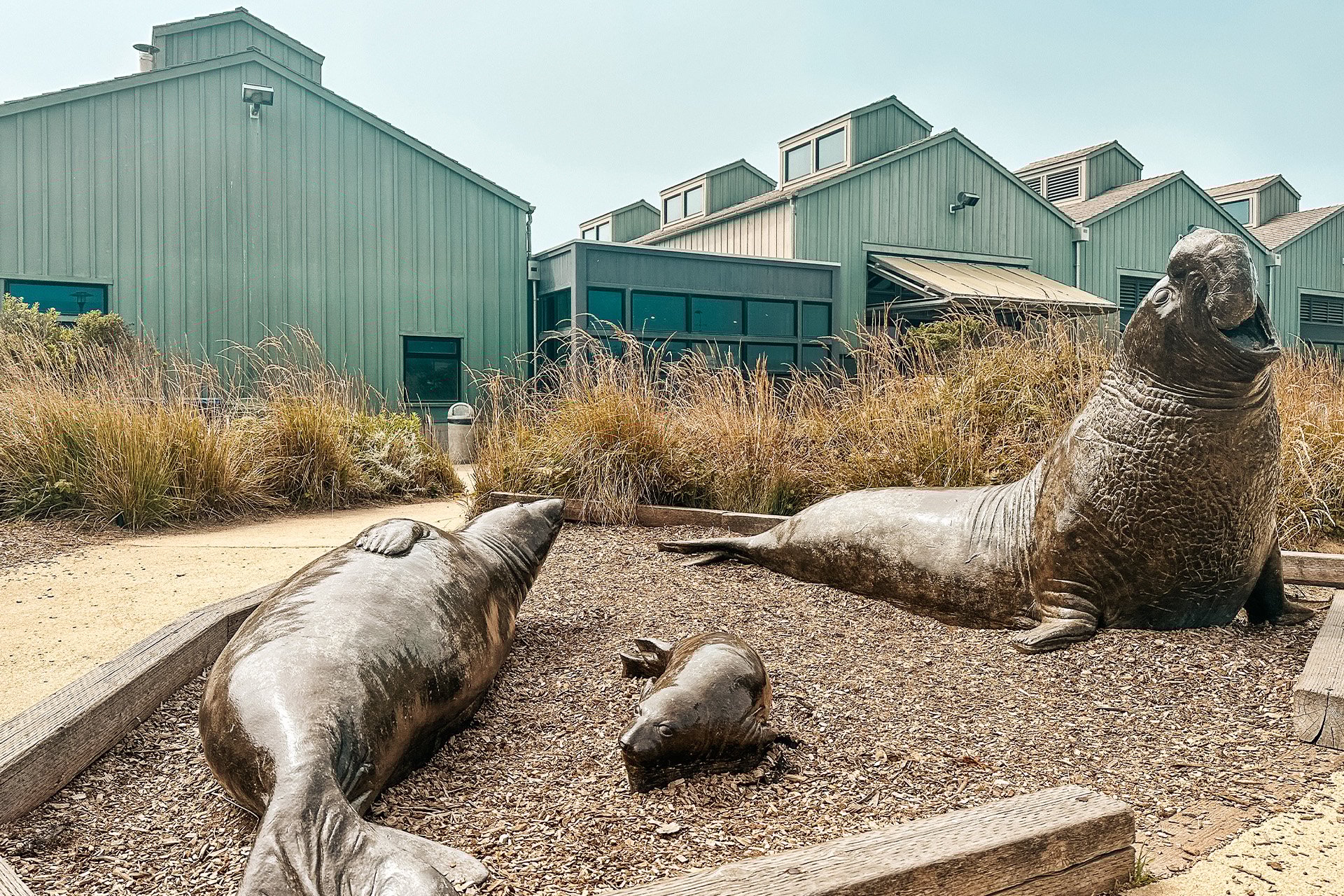 Three seal statues outside the Seymour Center entrance. Photographed by Jenn Day