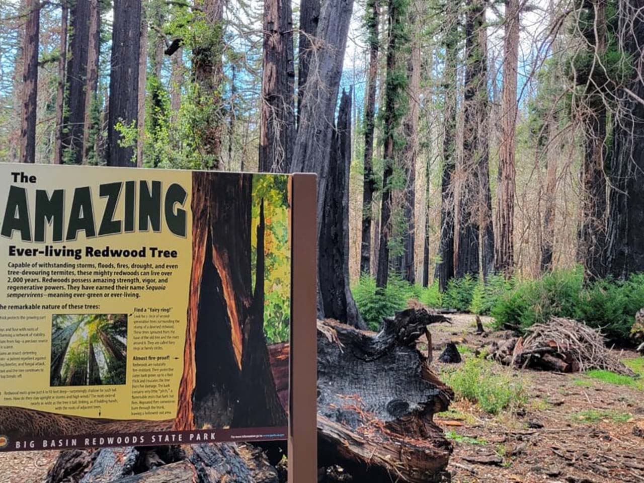 A sign that survived the fire detailing how the ancient trees survive everything as the trees behind the sign are recovering from the 2020 fire.