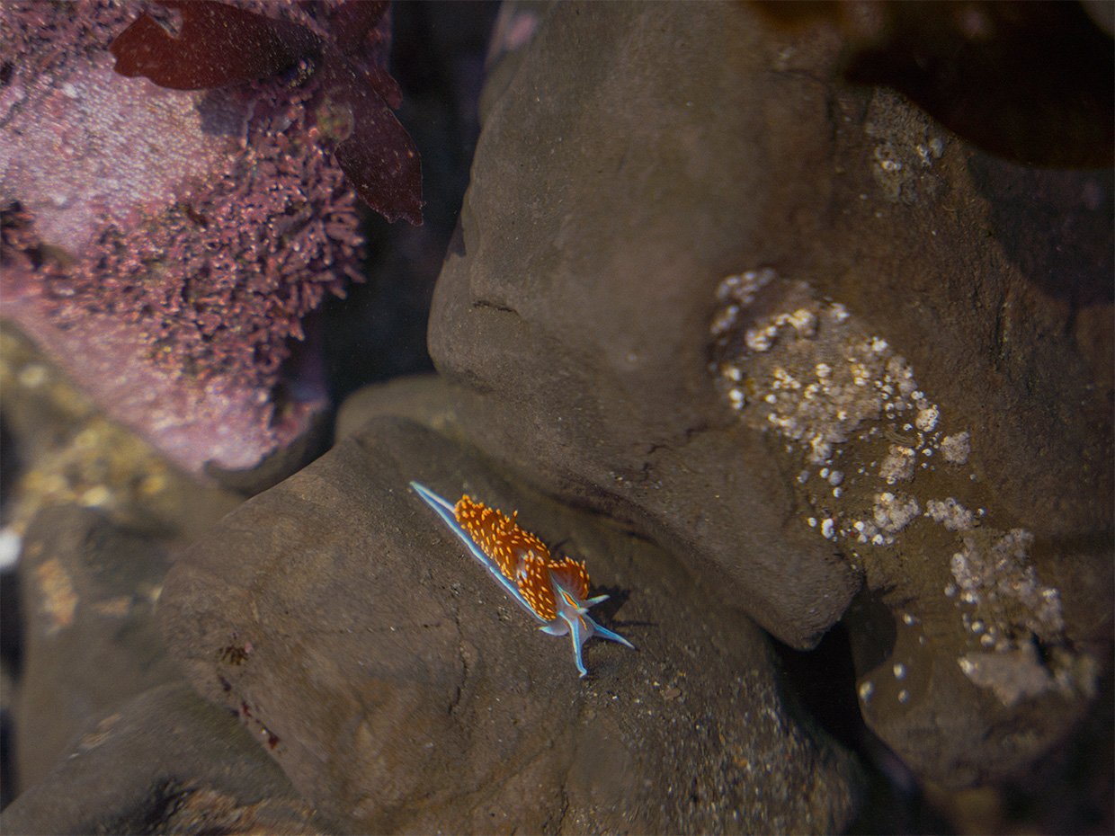 Greyhound rock, blue and orange nudibrach. Photographed by Liz Birnbaum