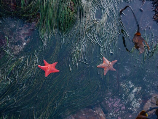 Greyhound Rock Sea Stars on Seagrass. Photographed by Liz Birnbaum The Curated Feast