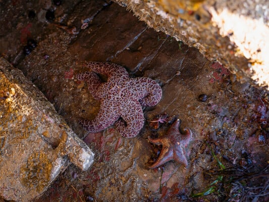 Greyhound Rock sea stars in tidepools during low king tide. Photographed by Liz Birnbaum, the Curated Feast