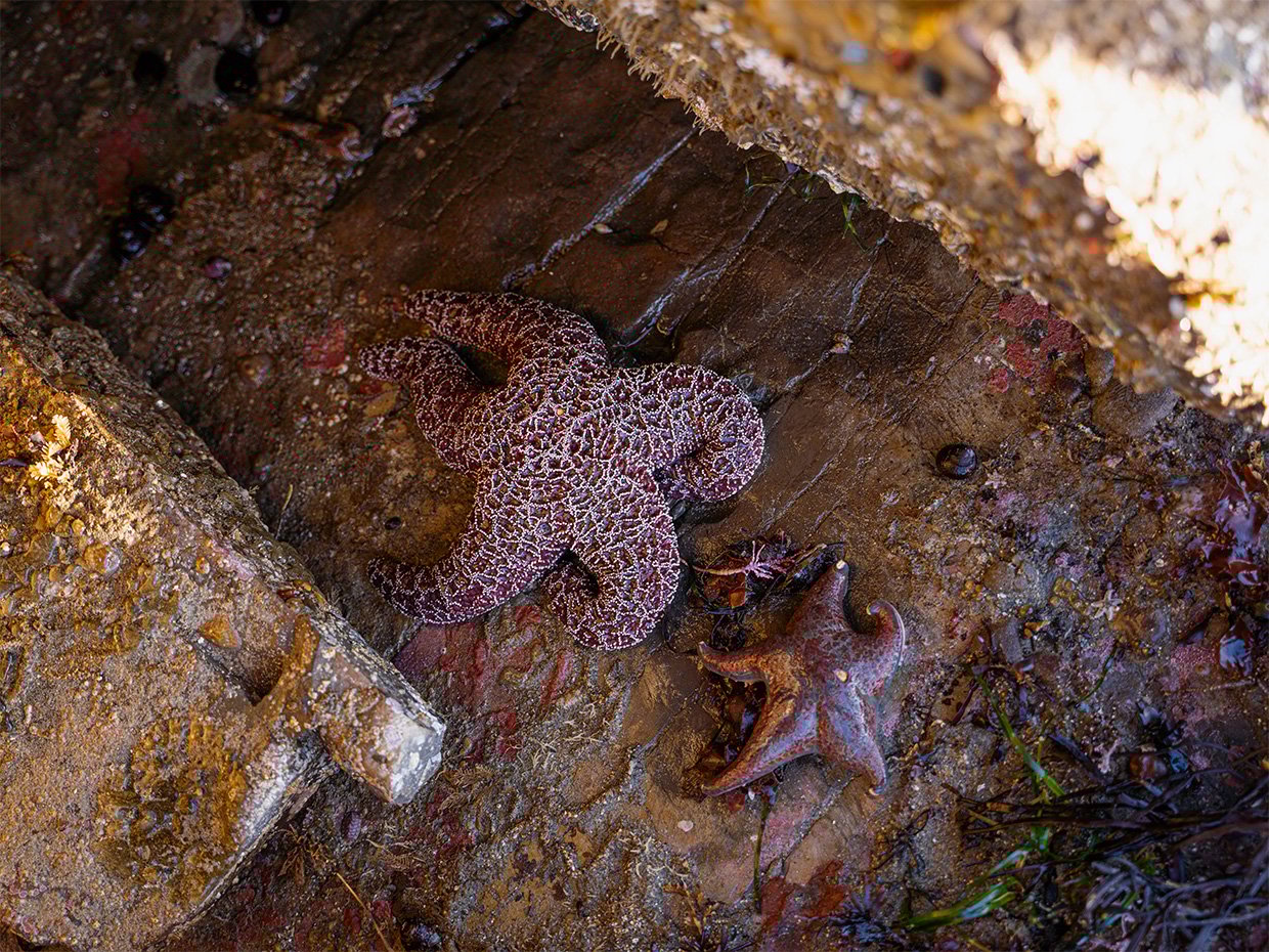 Greyhound Rock sea stars in tidepools during low king tide. Photographed by Liz Birnbaum, the Curated Feast