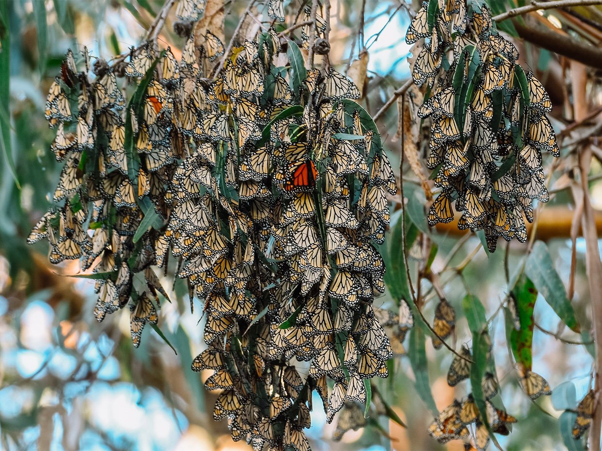 Monarch Butterflies at Natural Bridges State Park. Photographed by Jenn Day