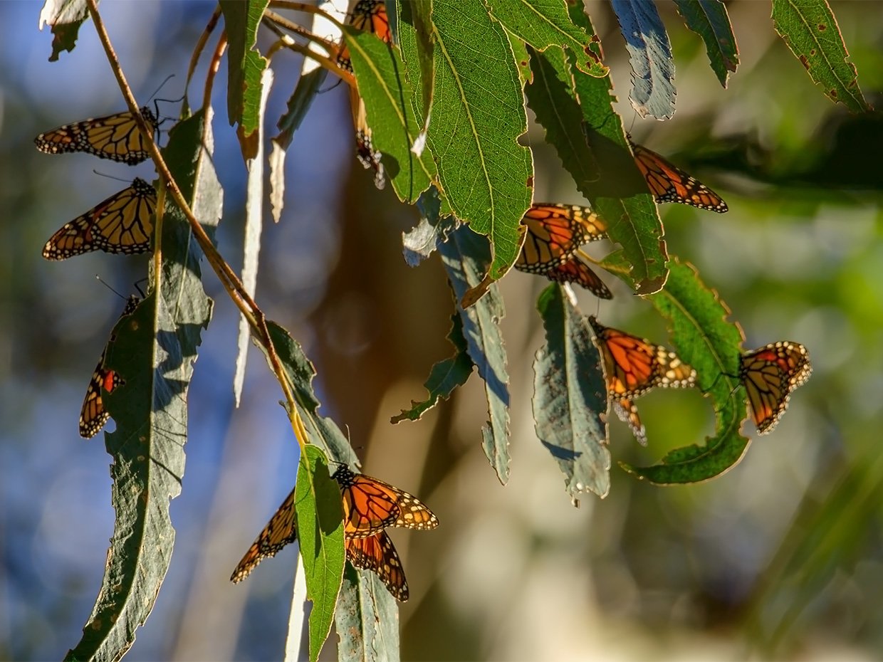 Monarch Butterflies at Natural Bridges State Park. Photographed by Impact Creative
