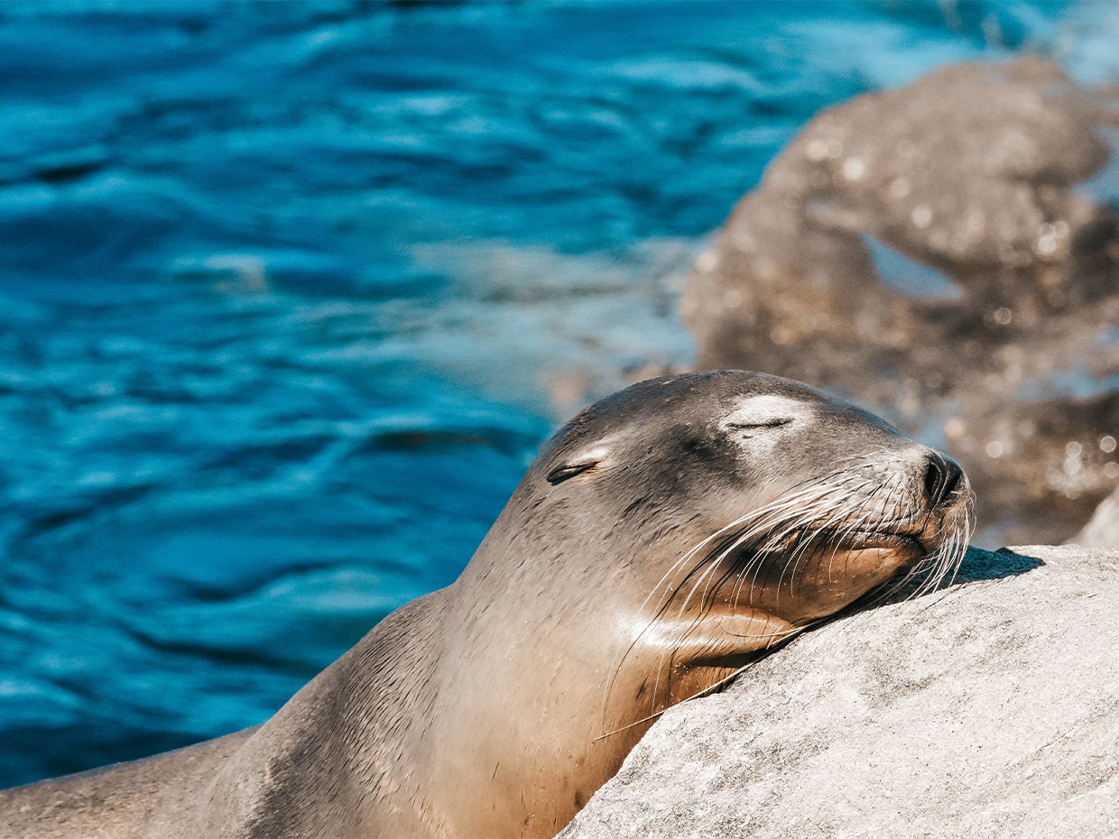 Sea Lion resting its head on a rock at the Santa Cruz Harbor, Photographed by Jenn Day