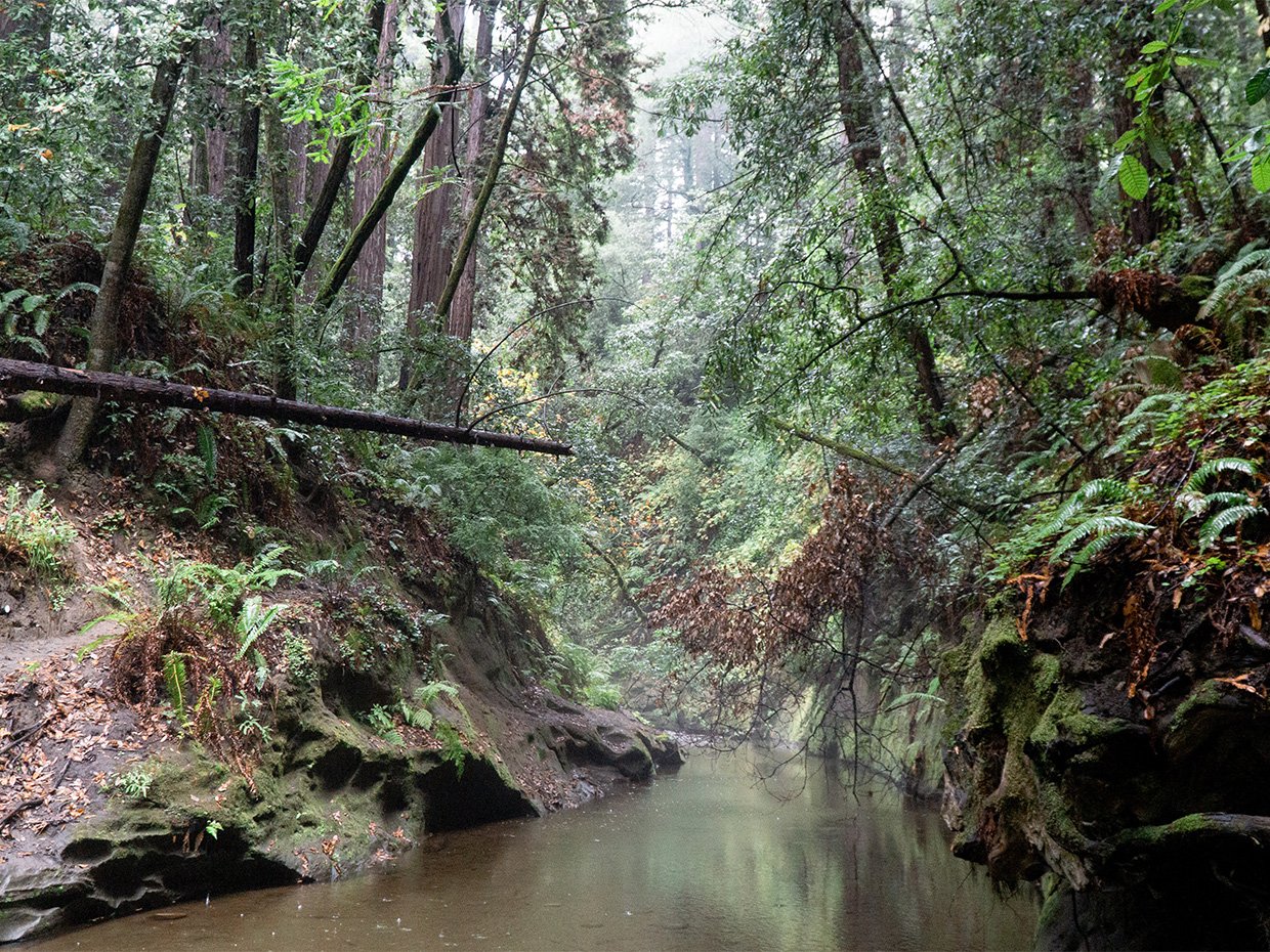 Old Growth Loop at Fern Grotto at Nisene Marks in Aptos. Photographed by Caryn Hewlett