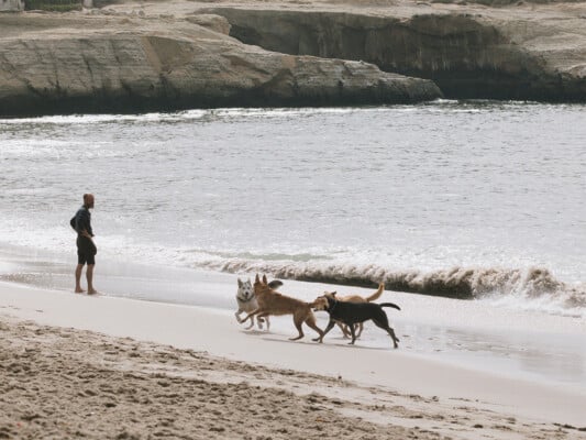 Dog playing at Its Beach. Photographed by Ben Ingram