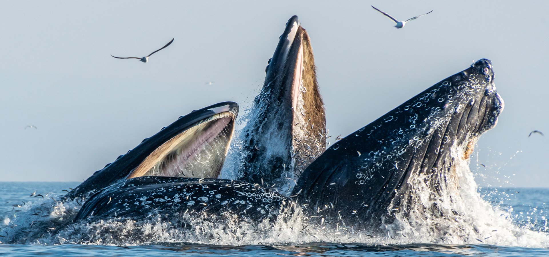 Whales breeaching