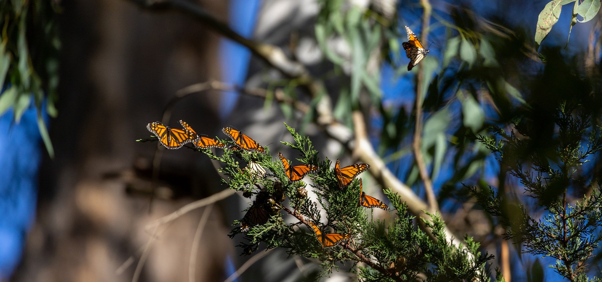 A clump of Monarch Butterflies at Natural Bridges State Beach. Photographed by Daniel Gorostieta