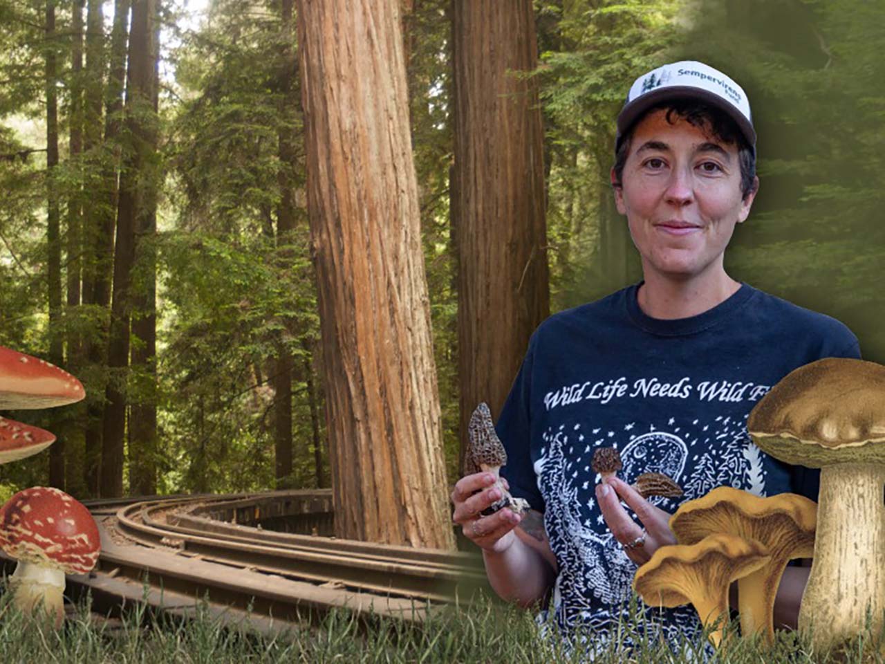 Mushrooms, redwood trees and train tracks with Maya holding more mushrooms.
