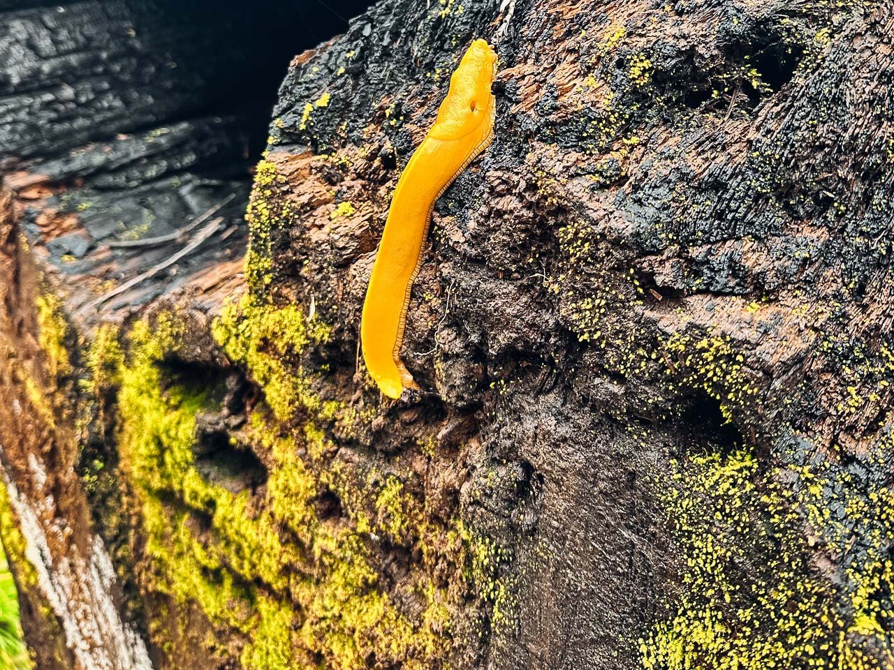 A banana slug crawling up a mossy fallen redwood tree