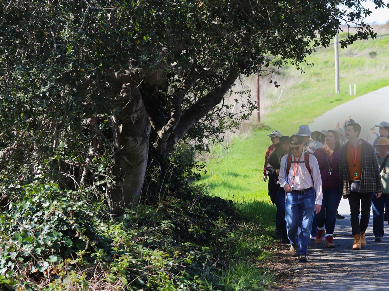 A group walking along a leisurely paved trail by trees and grass