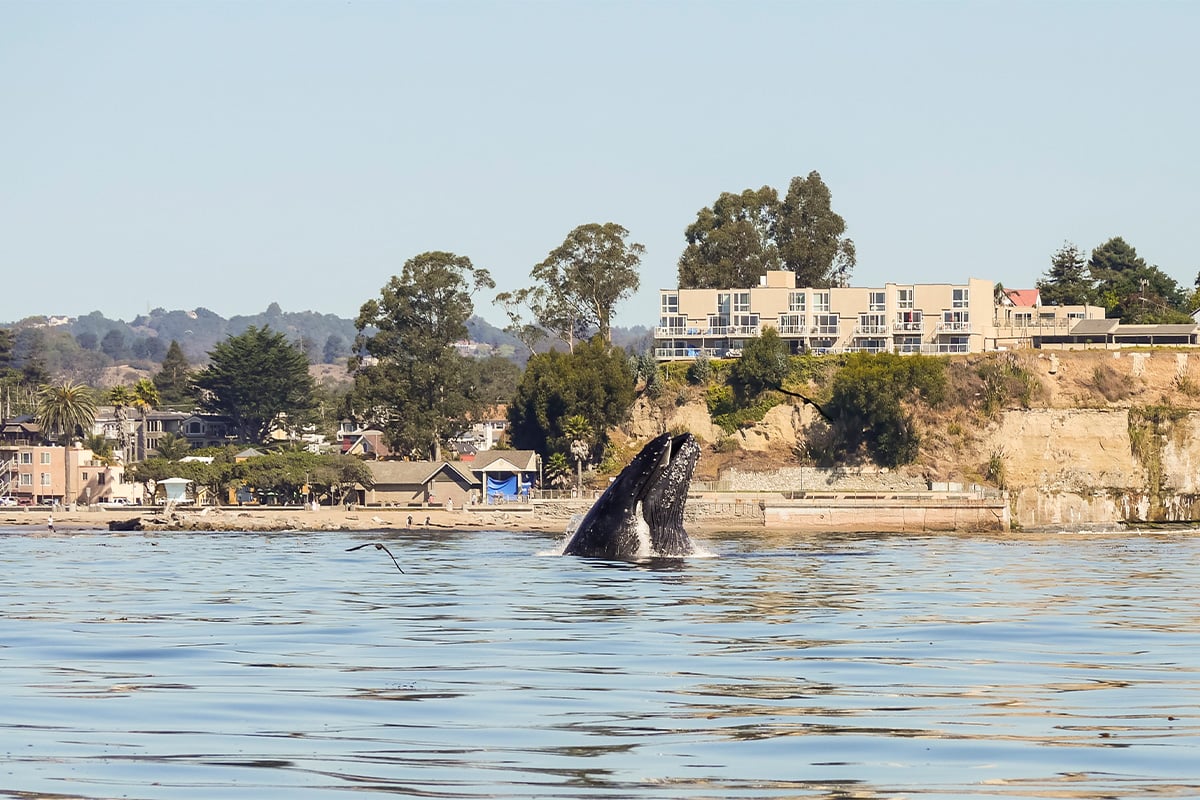 Whale breaching in Capitola. Photographed by John Hunter