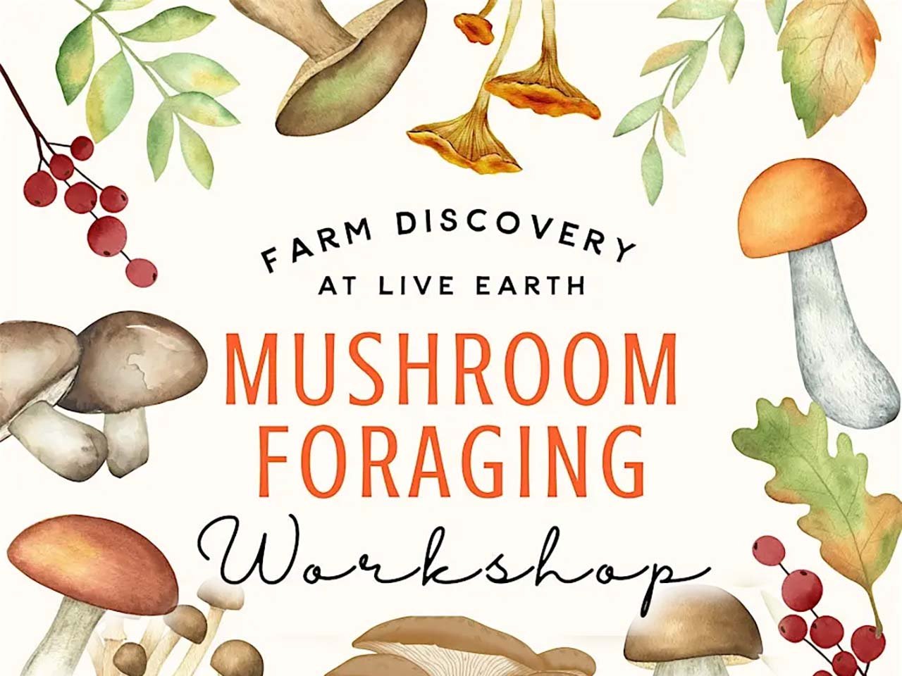 drawn images of mushrooms