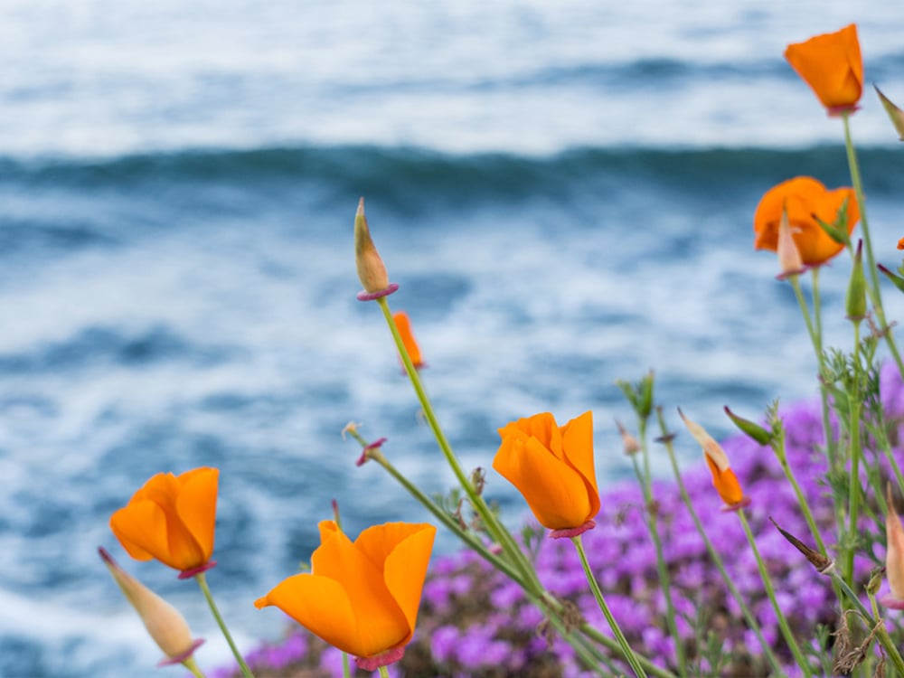 Pleasure Point Eascliff Drive