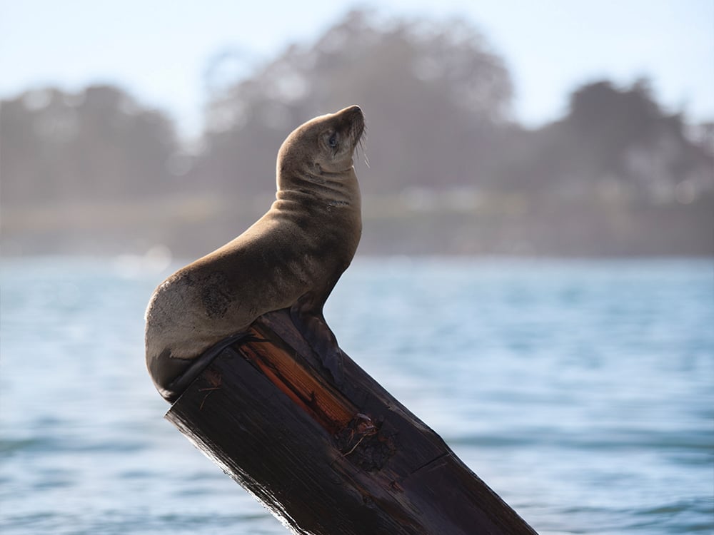 Santa Cruz Wharf Sea Lion