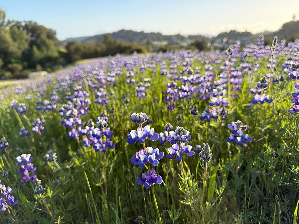 Wildflower Guide