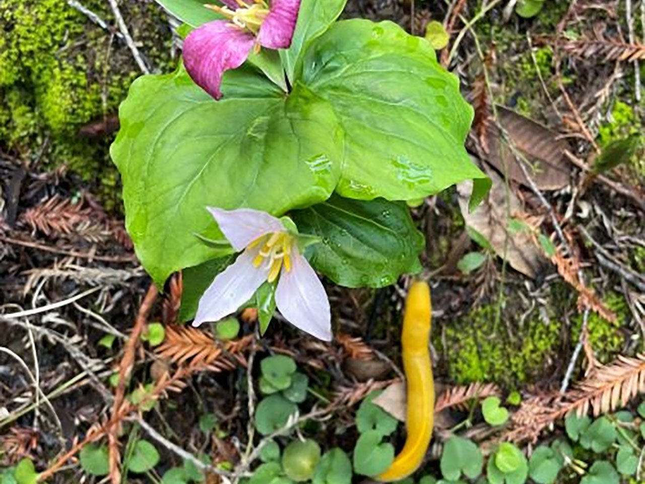 A banana slug inspecting a flower