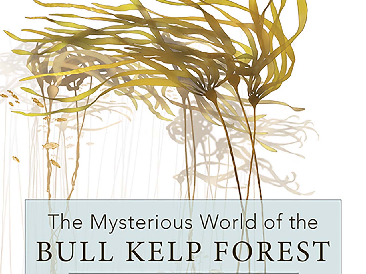 An artist scientific illustration of giant bull kelp