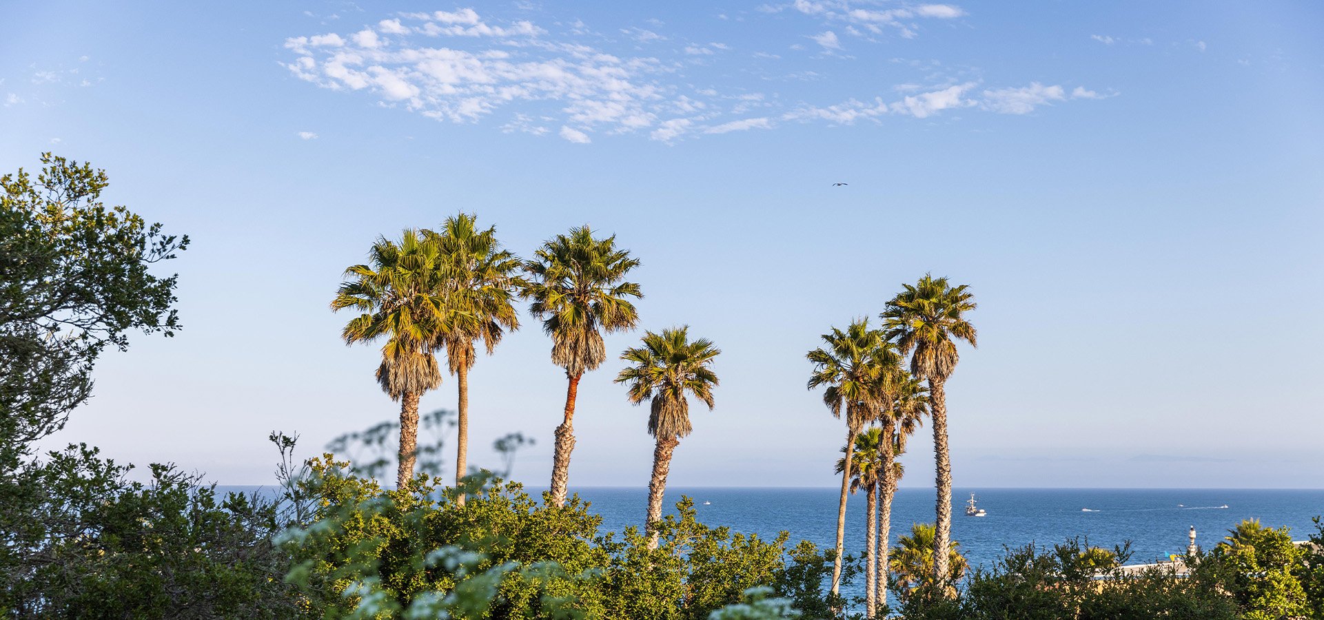 A view of palm trees and the Monterey Bay from Capitola Village. Photographed by Daniel Gorostieta