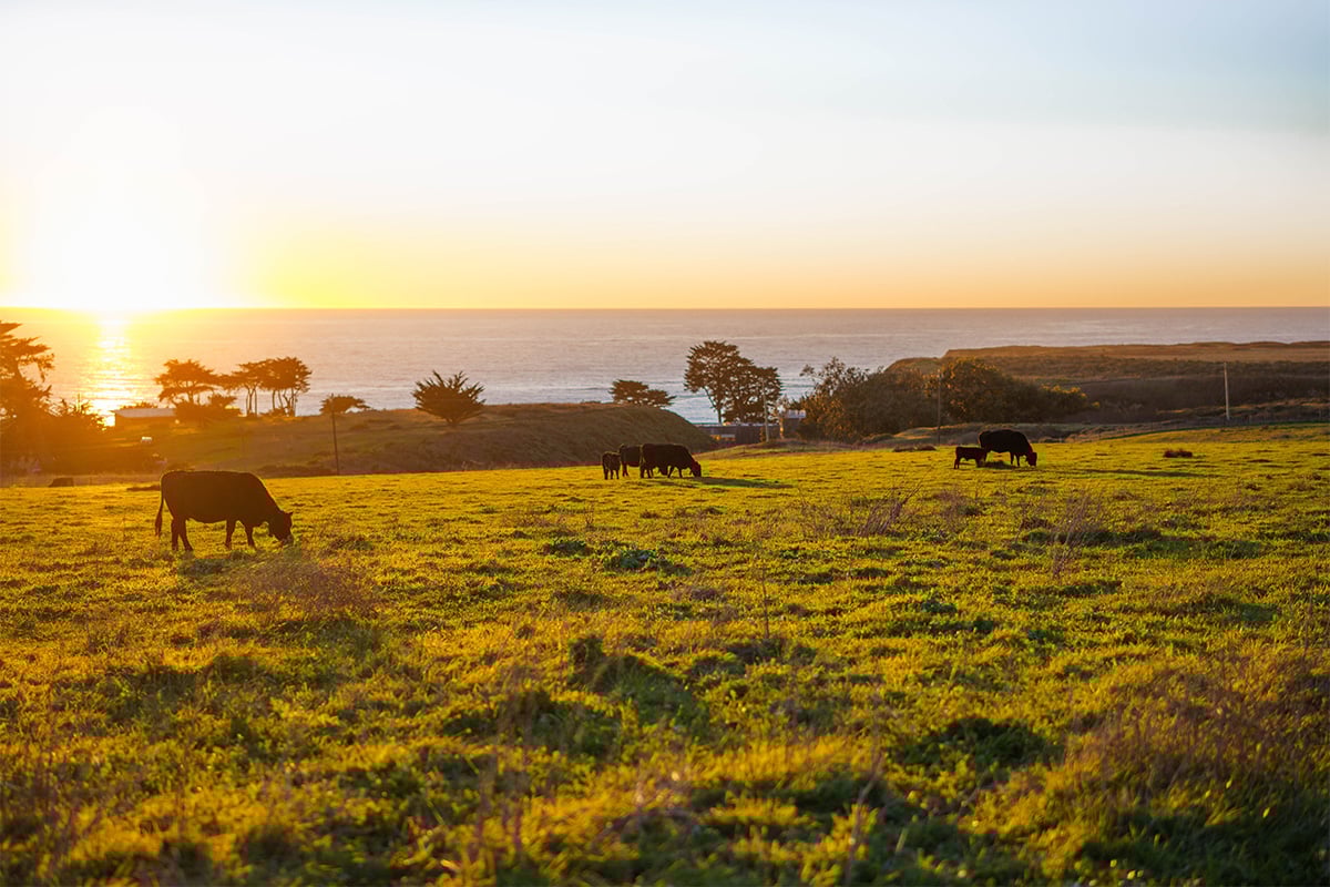 Cows at Cotoni Coast Dairies at sunset. Photographed by Liz Birnbaum, The Curated Feast
