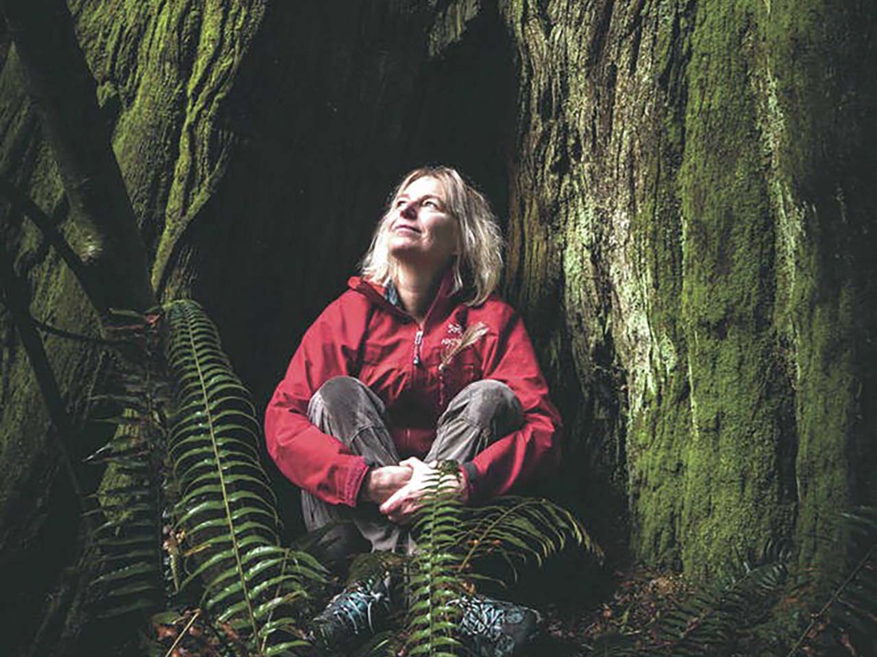 Suzanne Simard sitting in the basal hallow of a redwood tree