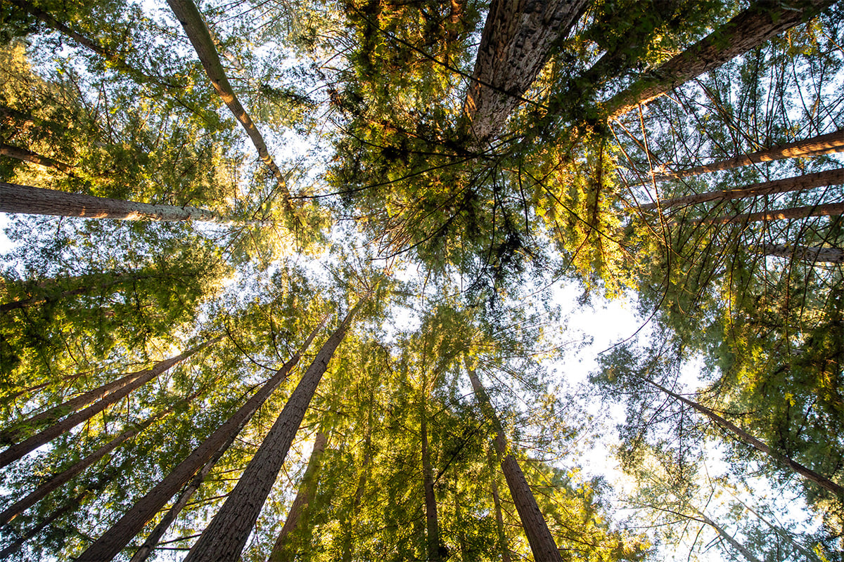 Looking up at the redwood trees at Henry Cowell. Photographed by Daniel Gorosieta