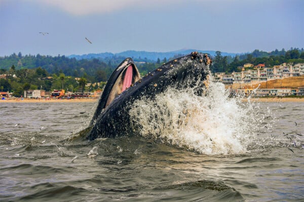Whales feeding in Aptos. Photographed by John Hunter