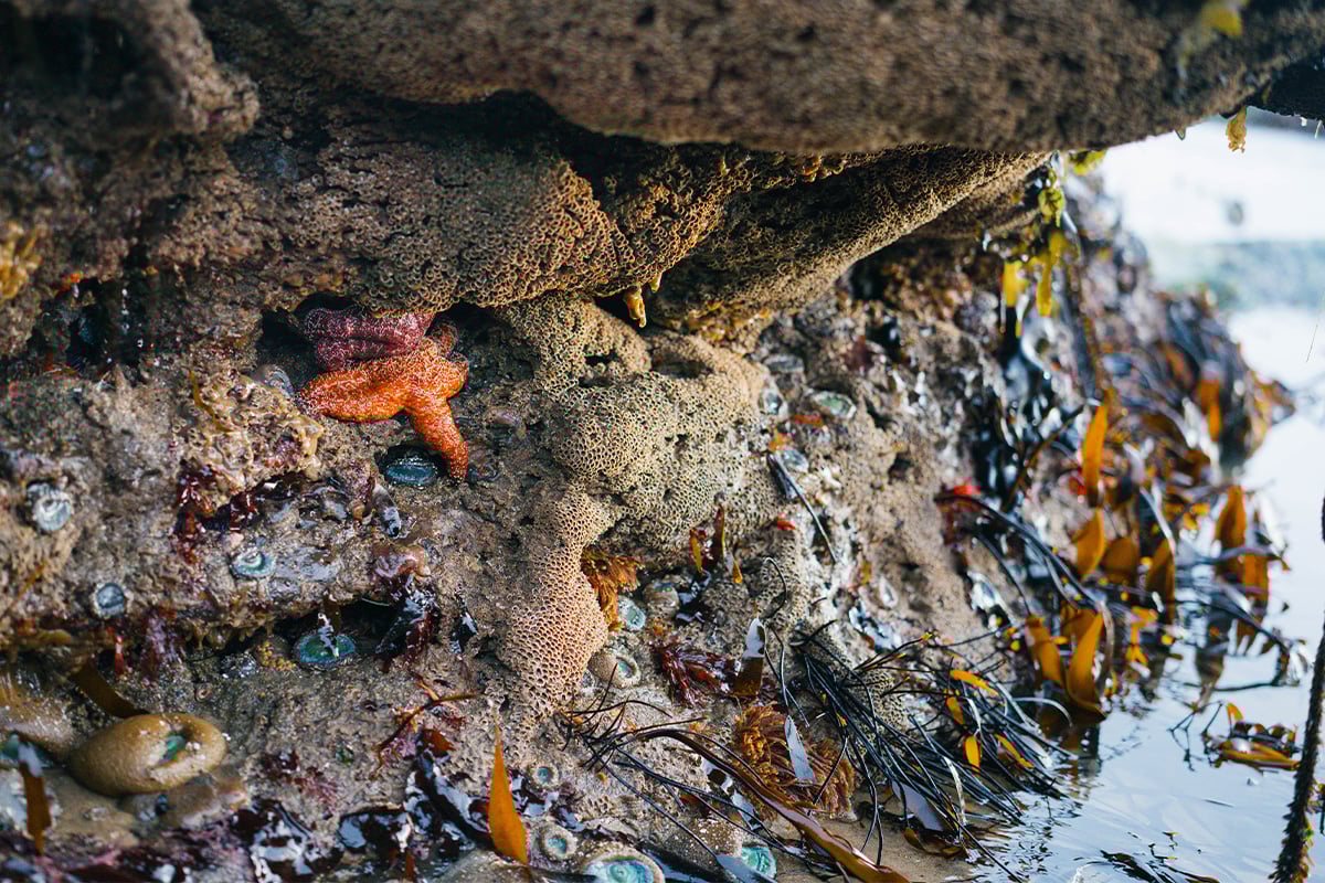 Tidepools at Natural Bridges during King Tide. Photographed by Liz Birnbaum, The Curated Feast