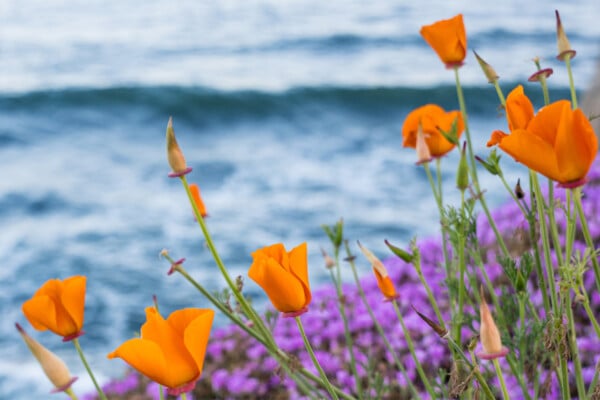 California poppies and purple dew plant with the crashing waves of the bay behind it. Photographed by Liz Birnbaum, The Curated Feast