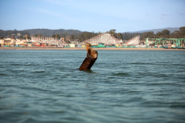 Sea Lion sitting on a pyling near the Santa Cruz Wharf. Photographed by Impact Creative