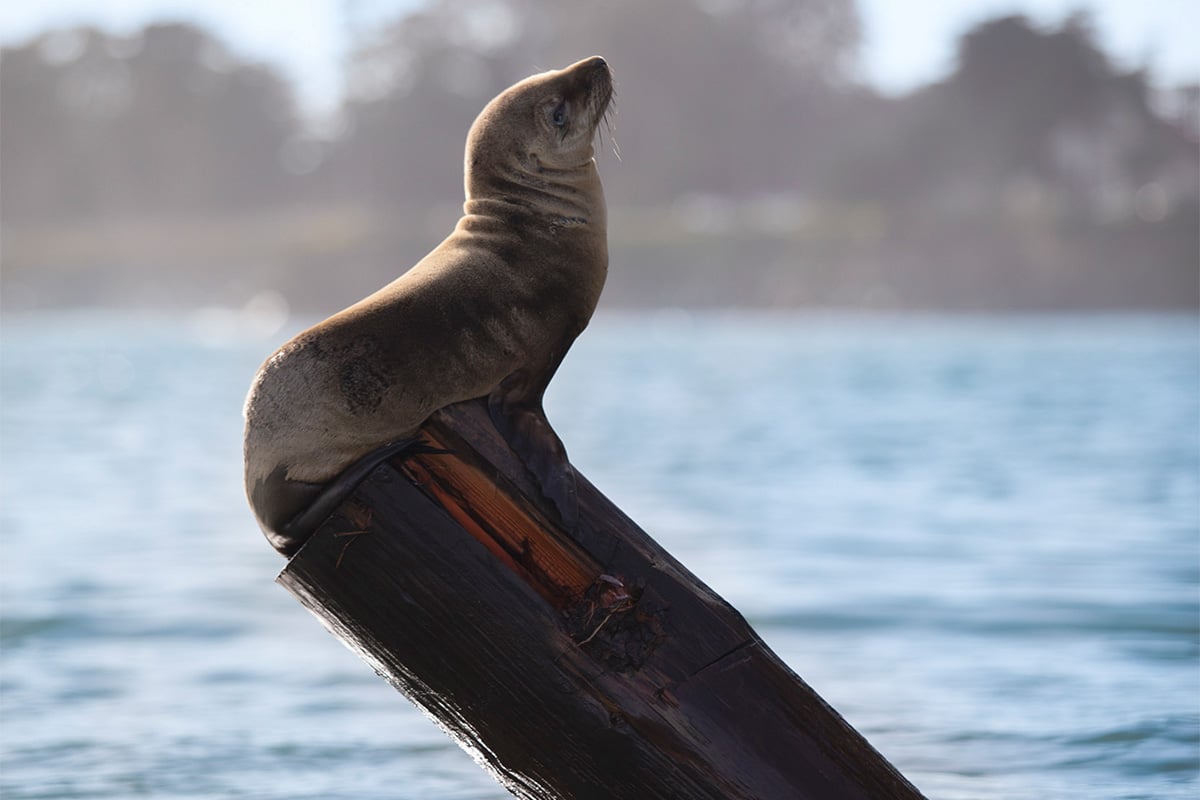 Sea Lion sitting on a piling in the middle of the bay. Photographed by Impact Creative