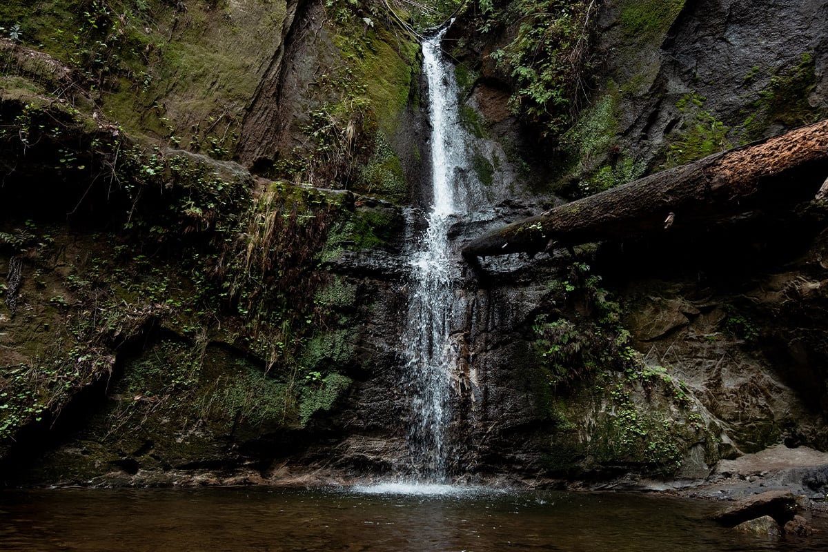 Maple Falls at Nisene Marks. Photographed by Caryn Hewlett