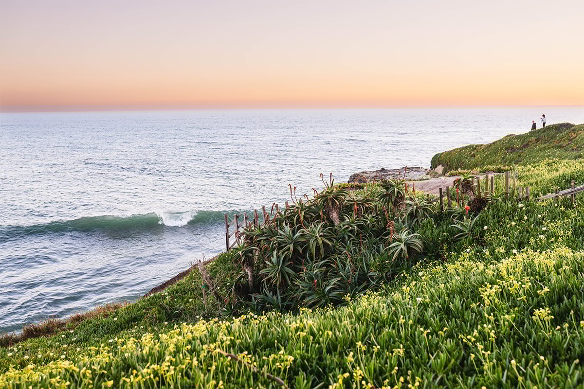 Succulents on the cliffs alongside West Cliff Drive. Photographed by Liz Birnbaum, The Curated Feast