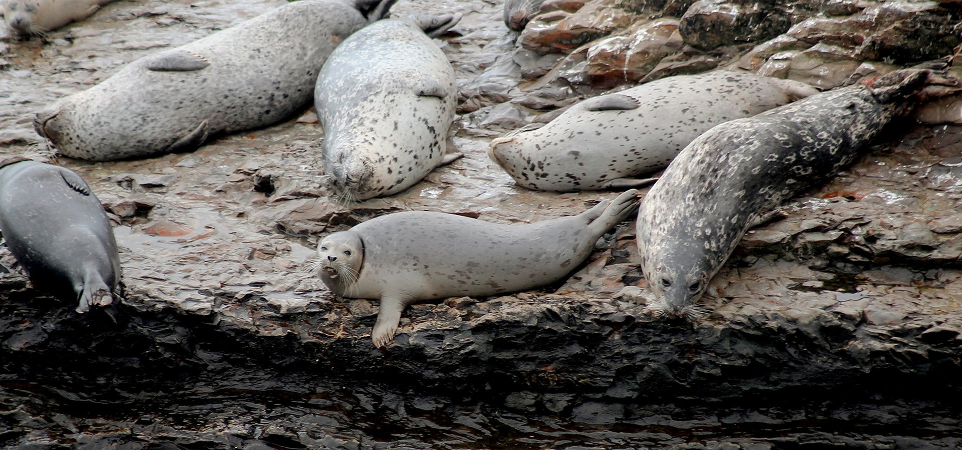 Harbor Seals at Wilder Ranch. Photographed by Desi Wishart