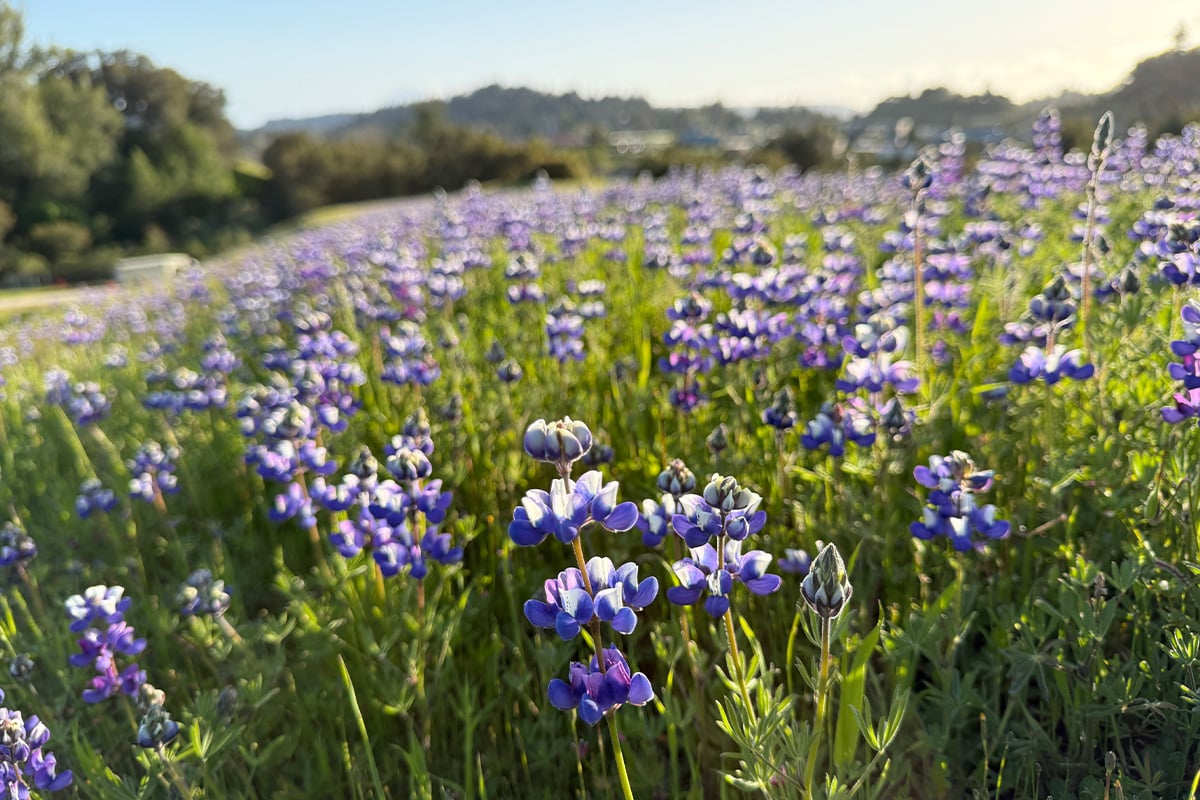 A field of lupines. Photographed by Monica Multer
