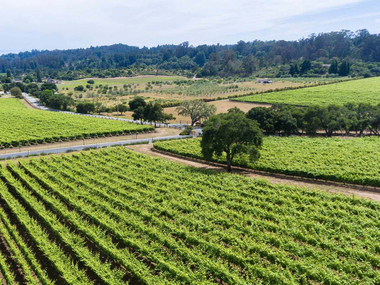 Ariel view of the vineyards and the ranch beyond
