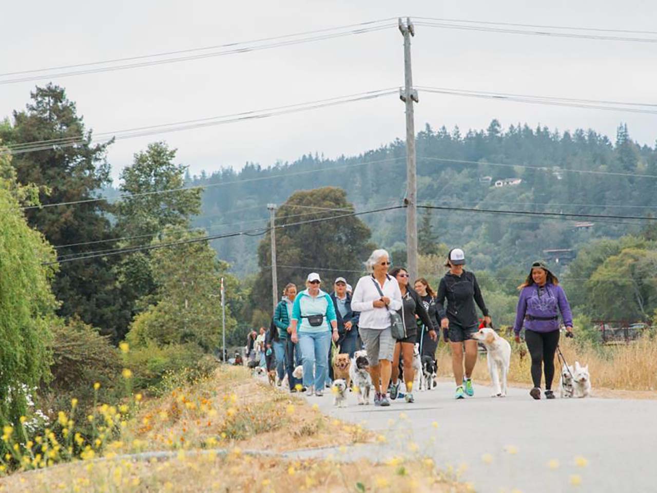 People and dogs on a paved walkway