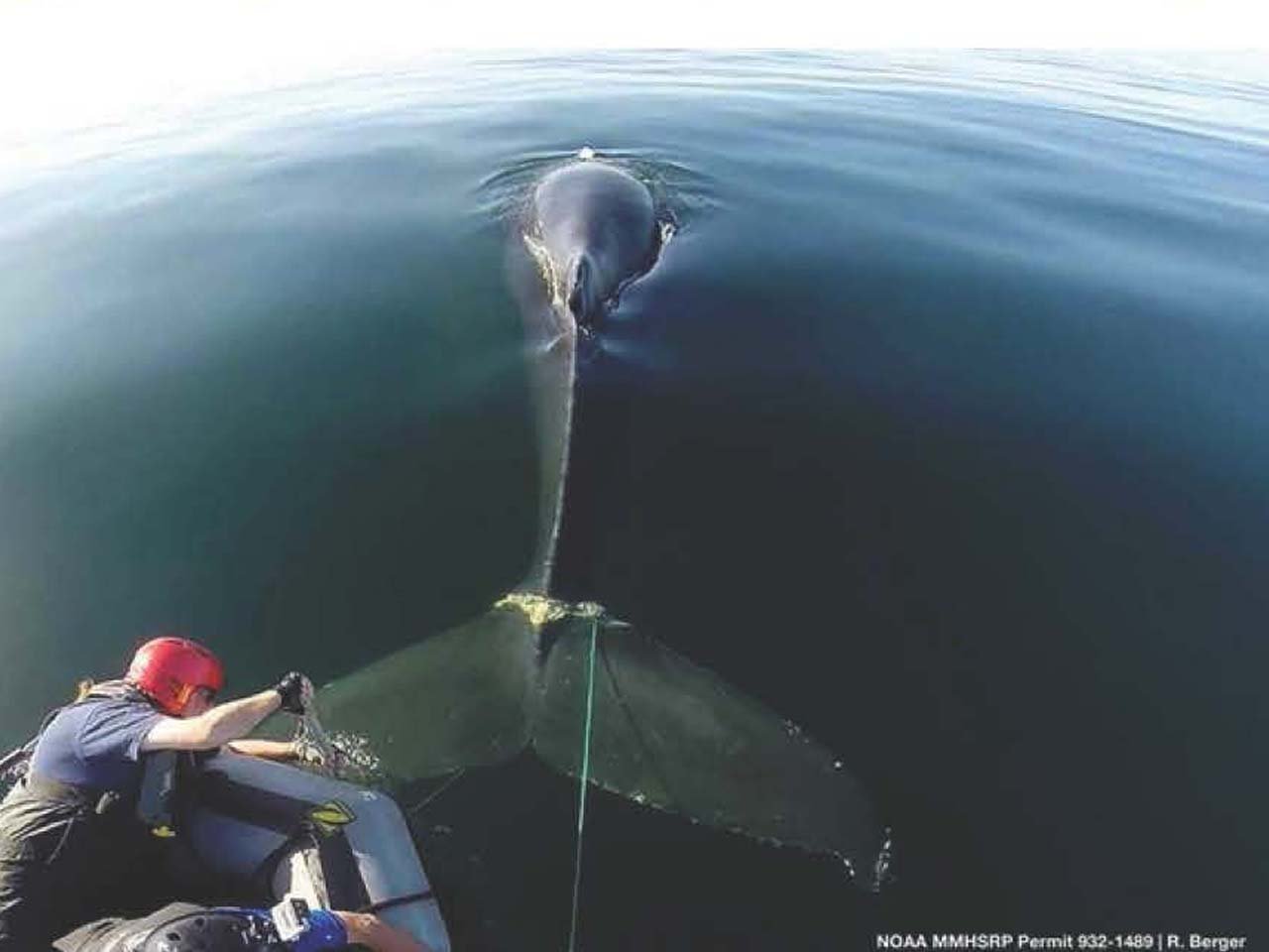 A human in a rubber raft working on getting rope from off the tail of a humpback whale