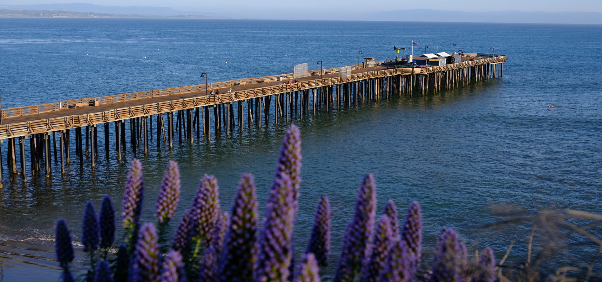 Capitola Wharf through purple flowers. Photographed by Daniel Gorostieta