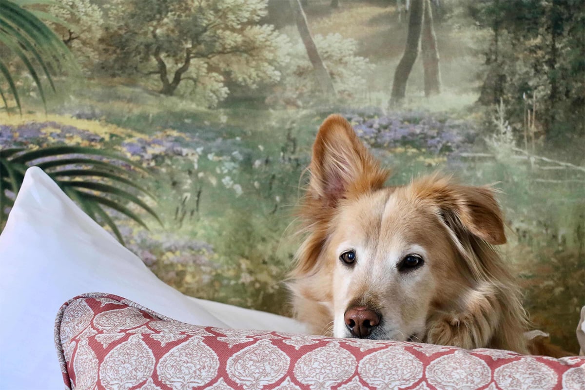 Dog peeking from behind the pillow at La Bahia Hotel & Spa. Photo provided by La Bahia Hotel & Spa