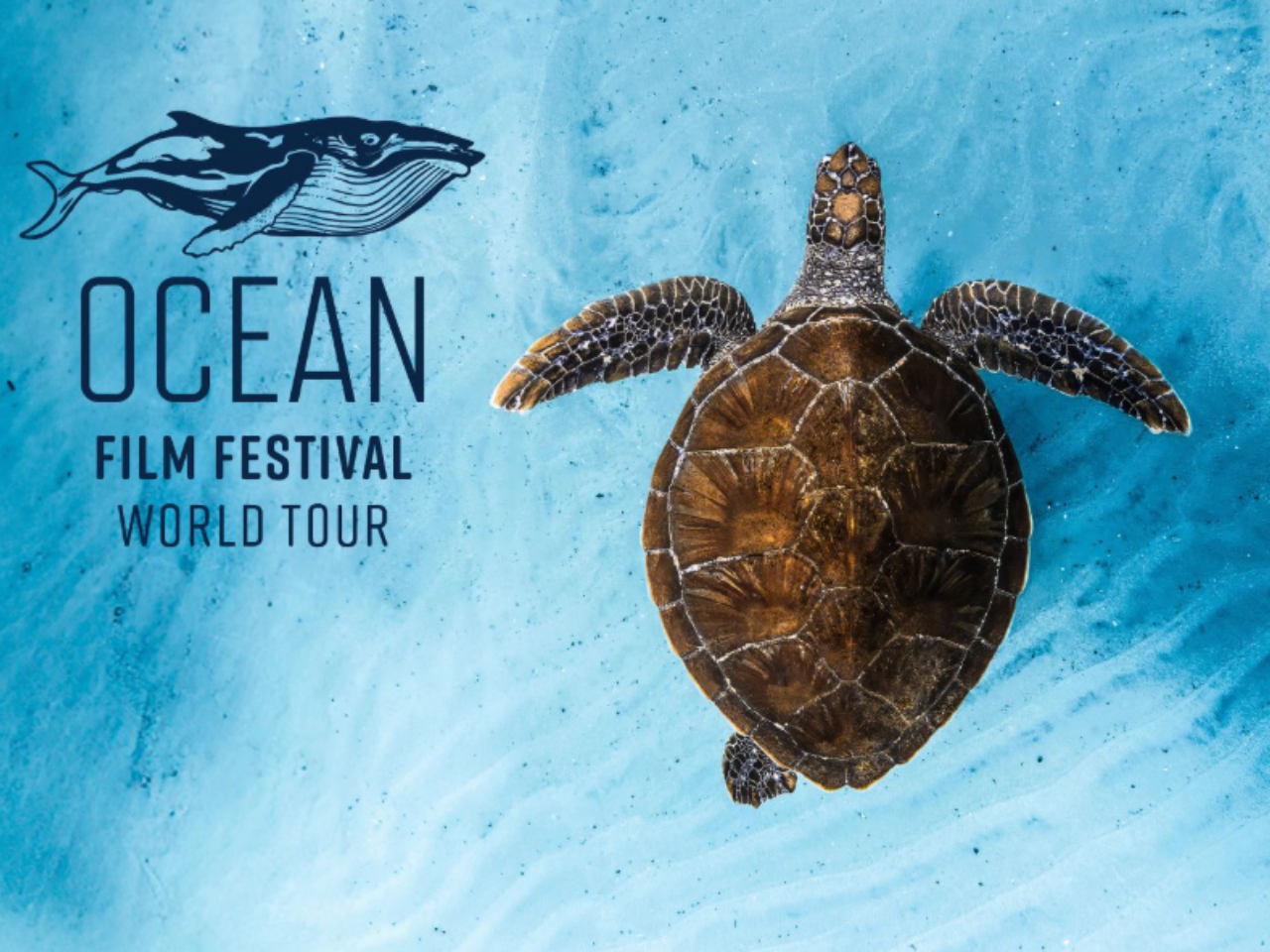 A turtle swimming by a logo
