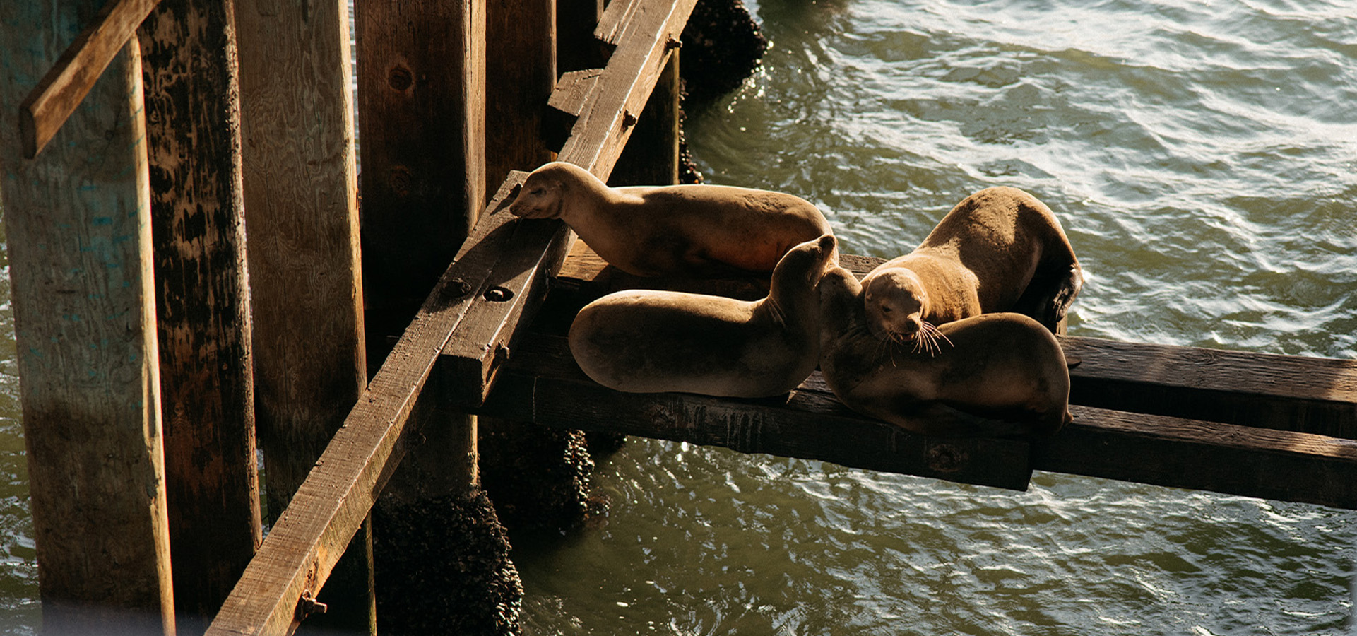 Sea lions lounging around pilons at the Santa Cruz Wharf. Photographed by Ben Ingram through port holes