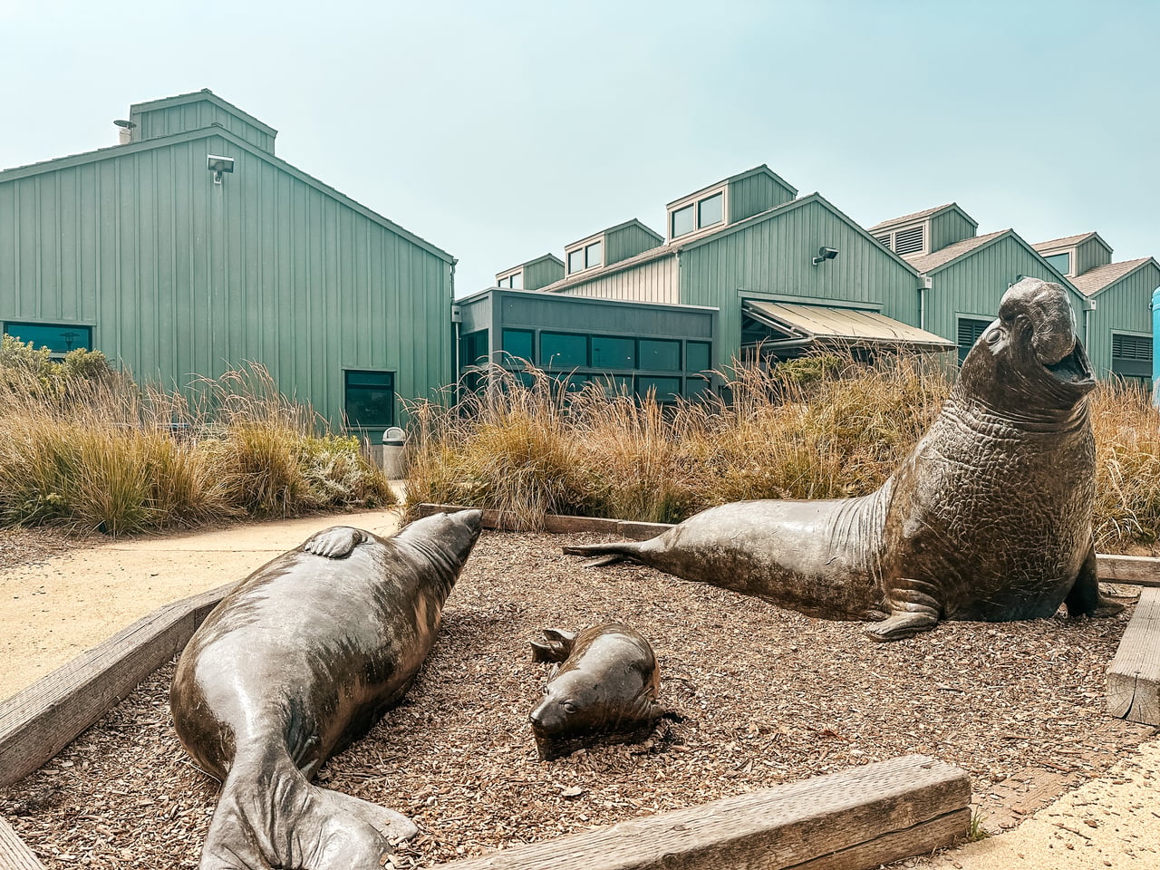 Statues of elephant seals in front of the Seymour Center