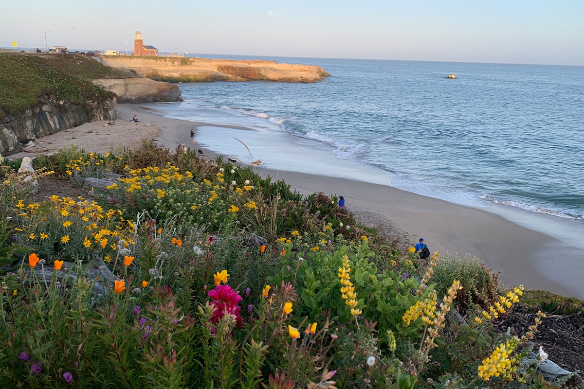View of coastline with lighthouse in the background and spring flowers in the foreground, on a beautiful sunny day. Photographed by Monica Multer