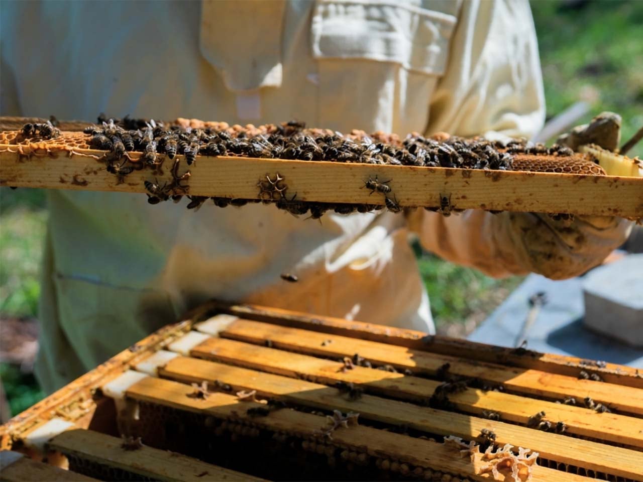 Beekeeper holding up a comb with bees crawling over it.